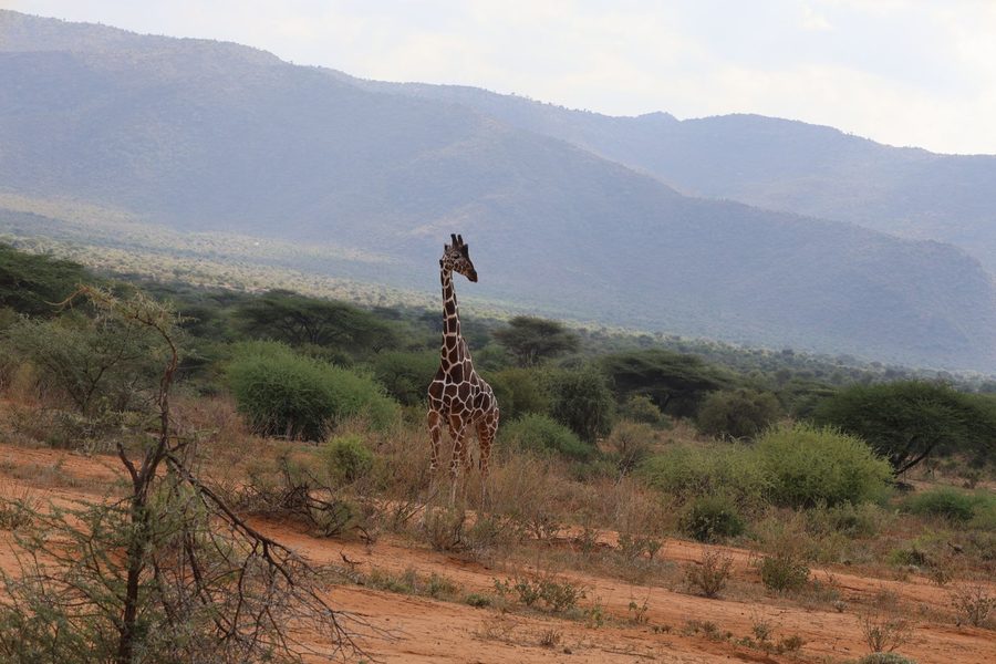Reticulated giraffe on the Laikipia landscape, Kenya — the community OotuFund serves.